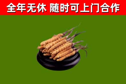 石泉县回收冬虫夏草
