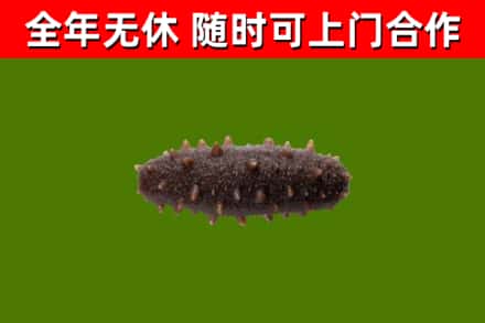 石泉县回收海参干